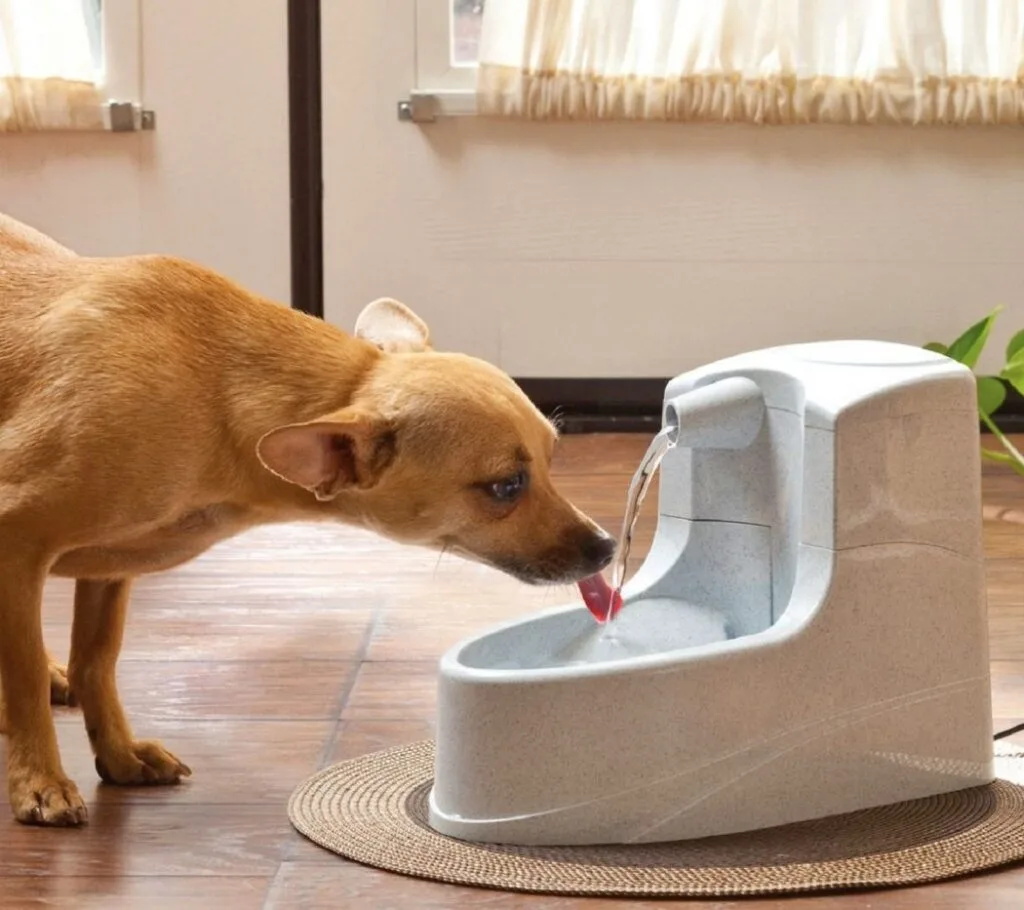 perro bebiendo agua