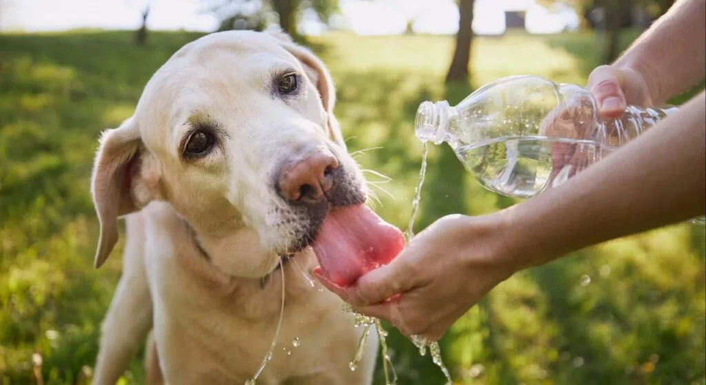 Dispensador de agua para perros